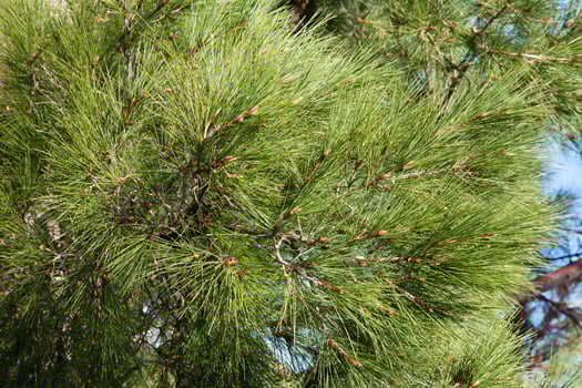 Conifer branches background photo