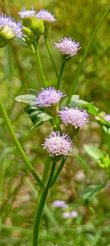 Close up Vertical Purple Wild Ageratum in Bloom. photo