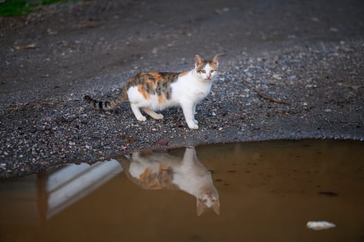Stray cat observing its reflection in a puddle on a gravel road during golden hour light 1 photo