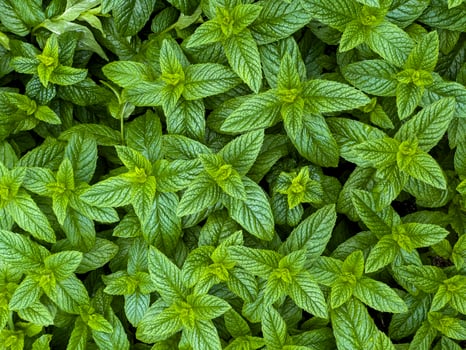 Top view closeup macro photography of green fresh mint herb in the garden photo