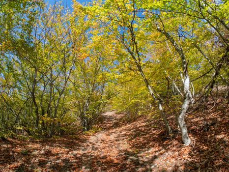 Autumn landscape footpath in the autumn forest photo