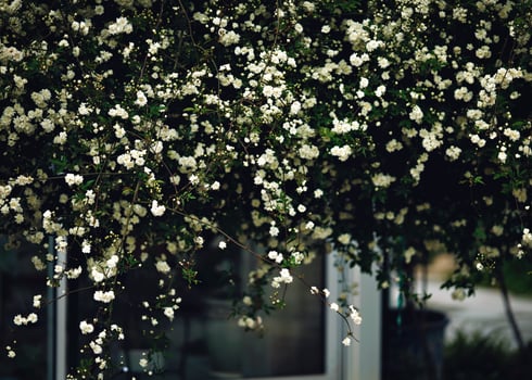 white roses beautiful spring texture in the garden photo