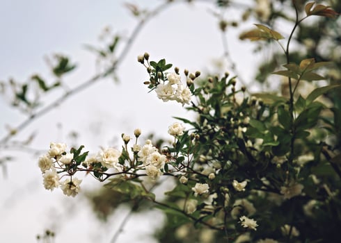 brunch of the small white roses photo
