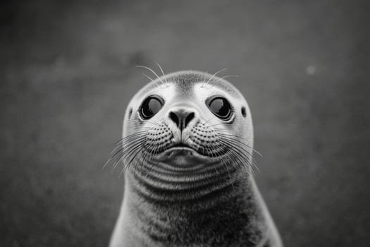 A black and white photo of a seal looking at the camera
