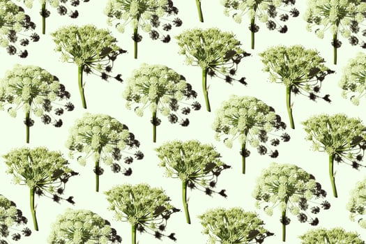 Nature umbrella flower of herb plant Dill or Heracleum, green color fon. Creative repeat pattern natural design, blooms of wild grass. Natural environment background, wallpaper, top view photo