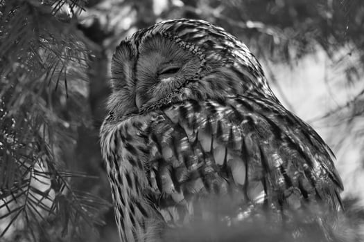 A majestic sleeping eagle owl on a branch, photo