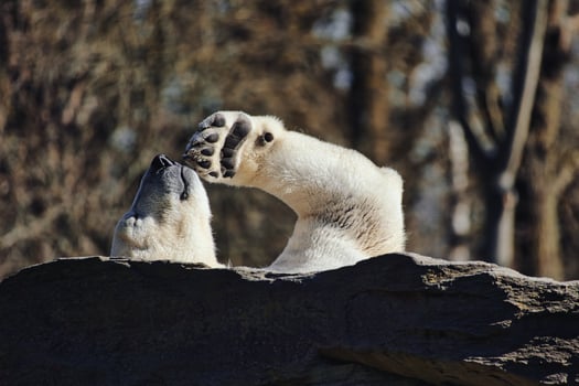 A relaxed polar bear lies on a rock and raises a paw in the air.. photo