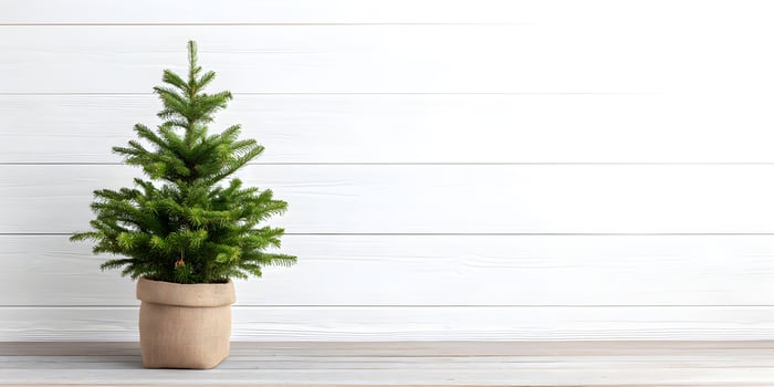 Empty wall with blank copy space and a green Christmas tree in a light-toned room photo
