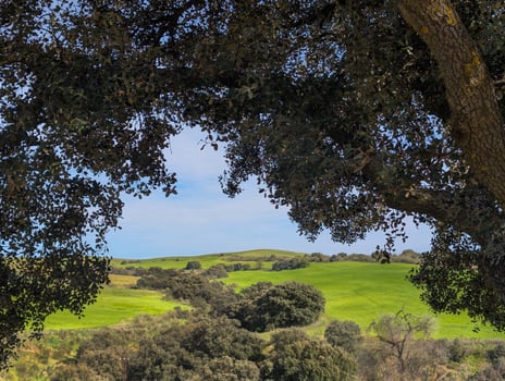 Scenic green hills framed by trees under a clear blue sky in a tranquil landscape during daylight hours photo