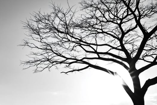 A black and white photo of a tree