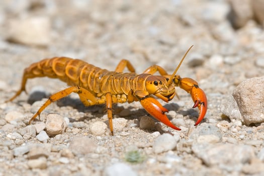 A large orange bug with red legs walking on the ground photo