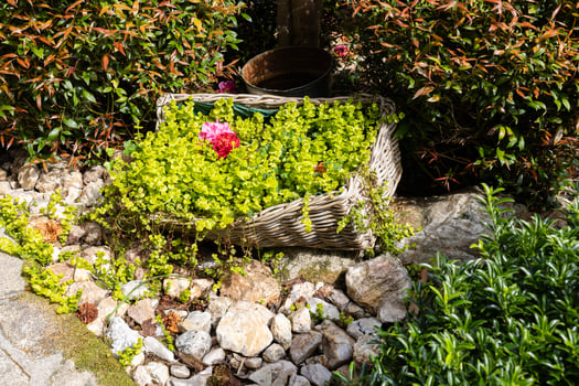 Lysimachia nummularia aurea growing in a wicker basket in a beautiful house garden photo