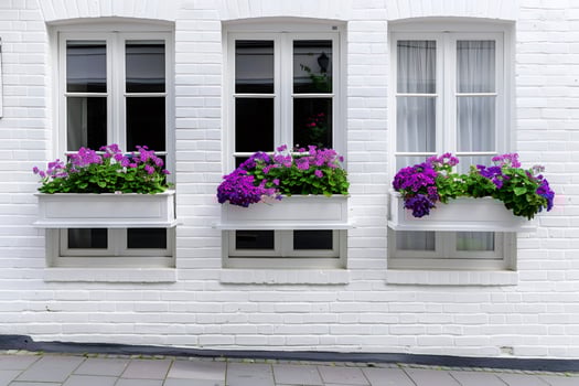 Purple flowers adorning white window boxes on a brick facade photo