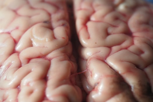 Close-up view of animal brain photo