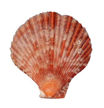 red sea shell isolated photo