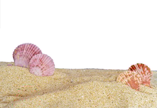 seashell on the sand banner background photo