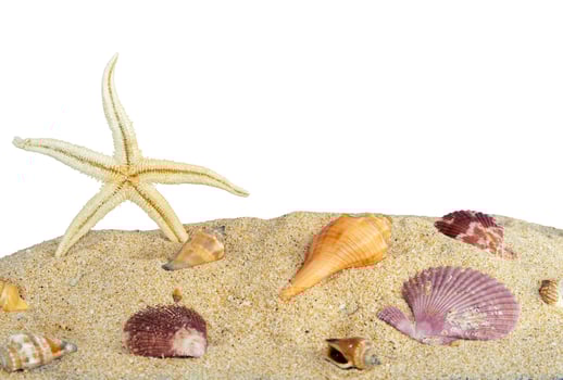 starfish and shells on sand for background photo
