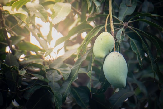 Green mangoes in nature have orange light. photo