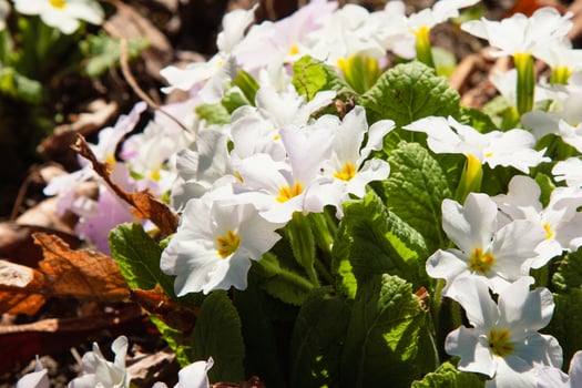 White wild flowers Clump of white primroses with yellow centers, vibrant green leaves. Wild primula flowers, natural woodland detail, fresh growth Botanical background with beautifully primroses photo