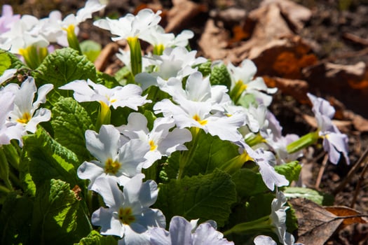 Wild flowers Clump of white primroses with yellow centers, vibrant green leaves. Wild primula flowers, natural brown woodland detail, fresh growth Botanical background with beautifully primroses photo