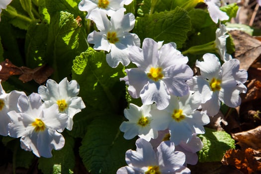 White wild flowers Clump of white primroses with yellow centers, green leaves. Wild primula flowers, natural brown woodland detail, fresh growth Botanical background with beautifully primroses photo