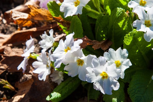 White wild flowers Clump of white primroses, vibrant green leaves. Wild primula flowers, natural brown woodland detail, fresh growth Botanical background with beautifully primroses photo