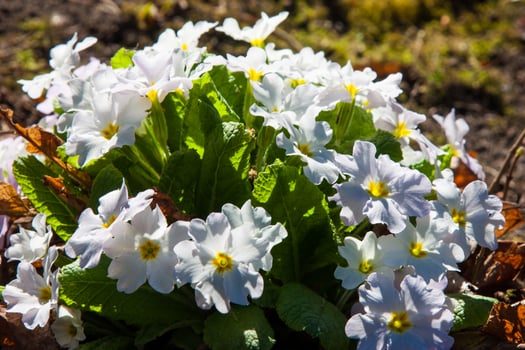 White wild flowers Clump of white primrose with yellow centers, vibrant green leaves. Wild primula flowers, natural brown woodland detail, fresh growth Botanical background with beautifully primroses photo