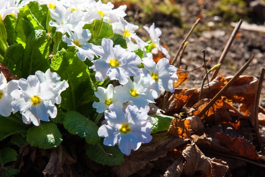White wild flower Clump of white primroses with yellow centers, vibrant green leaves. Wild primula flowers, natural brown woodland detail, fresh growth Botanical background with beautifully primroses photo