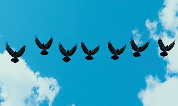 Majestic Birds in Flight Against a Bright Blue Sky with Fluffy Clouds Capturing the Beauty of Nature's Graceful Creatures Soaring Above photo