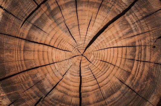 wood texture cross-section of tree trunk background photo