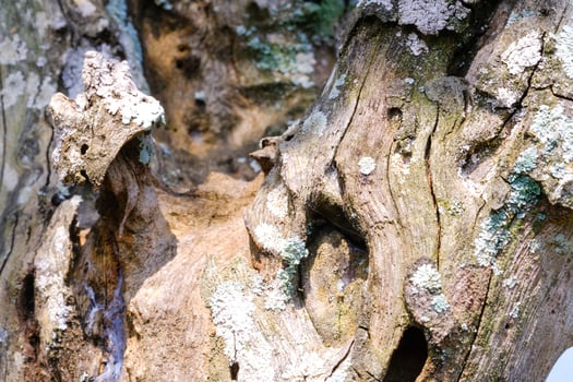Macrophotography Moldy tree bark. Closeup shot of bark that is greenish and rotting due to mold and moisture. Tree bark texture. Old tree bark. Wallpaper Backgrounds. Negative space. Graphic Design photo