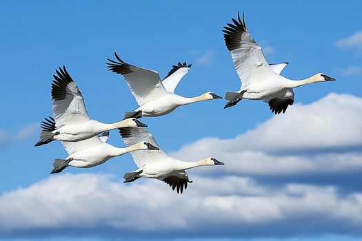 A flock of white birds flying in the sky photo