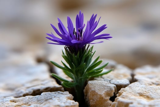 A purple flower growing out of cracks in the ground photo