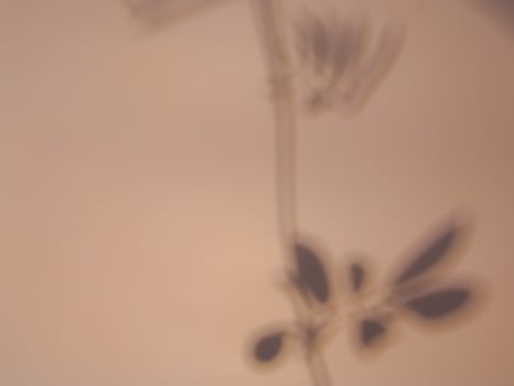 Leaf shadow on warm pastel background for minimalist background. photo