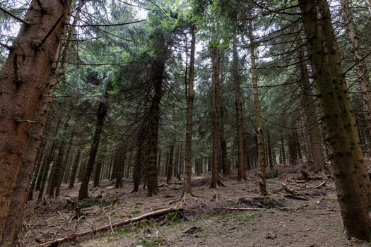 Pine mountain forest trees growing on the eastern slopes of the Sudeten Mountains in the Czech Republic and Poland. Landscape photo