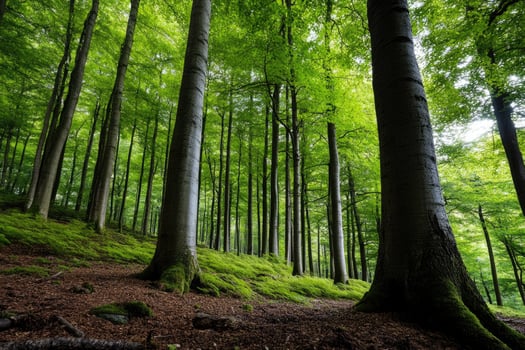 Lush green forest floor covered in moss with sunlight filtering through trees photo