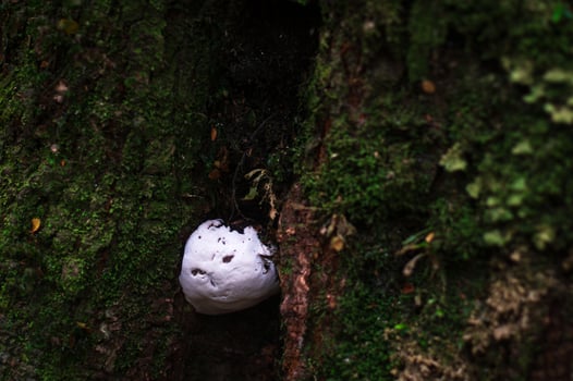 white round fungus photo