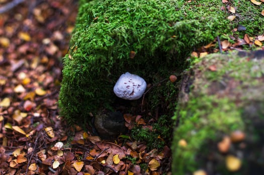 White fungus growing near moss photo