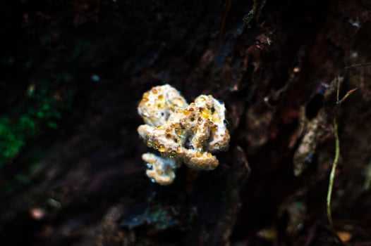 odd shaped white fungus photo