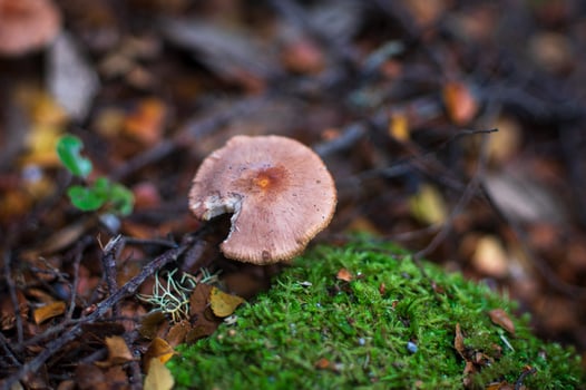 close up of pink fungus photo