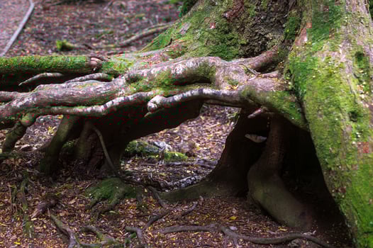 Tree root cave photo