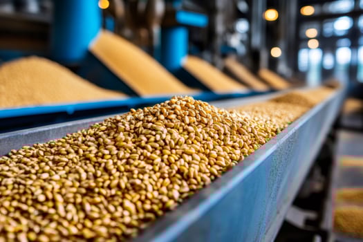 Wheat grains moving on conveyor belt in agricultural processing plant photo