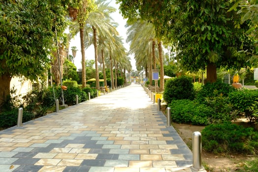 A paved walkway lined with trees and bushes photo