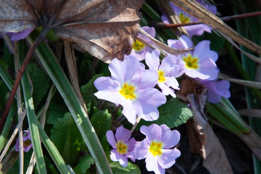 Light lilac primrose flowers under the sun. Beautiful pink primrose. A spring flower meadow in the garden. Primrose flower background. Blooming primrose in spring. The first purple flowers photo