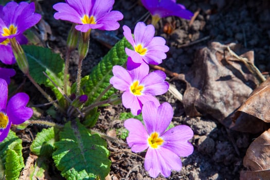 Violet purple primrose flowers under the sun. Beautiful pink primrose. A spring flower meadow in the garden. Primrose flower background. Blooming primrose in spring. The first purple flowers photo
