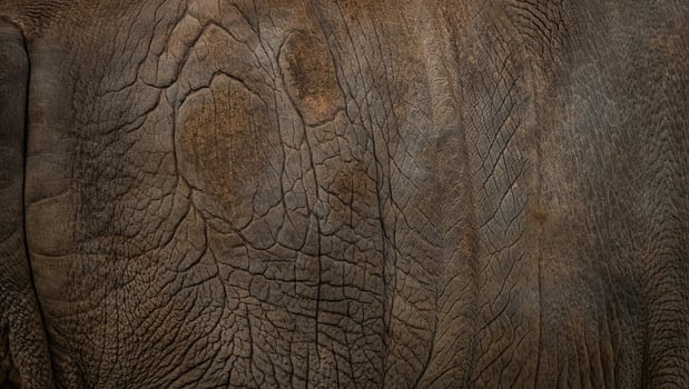 Close up of textured elephant skin revealing intricate patterns and natural colors in its habitat under bright daylight photo
