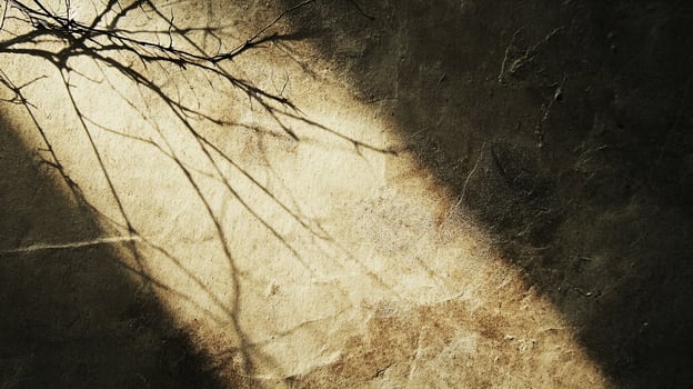 Tree Branch Shadow on Wall photo