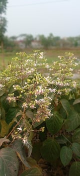 A Symphony of Scents A plant with white flowers and green leaves photo