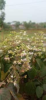 In the Heart of Nature A plant with white flowers and green leaves photo