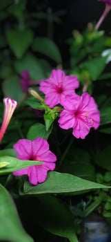 Pink flowers in a garden with green leaves photo